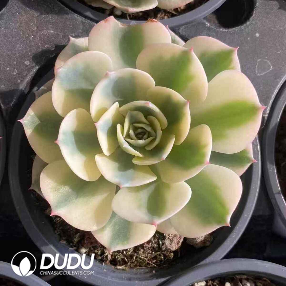 e201-153.jpg Echeveria Lenore Dean Variegated - Image 1