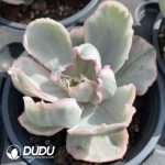 Echeveria Berkeley Variegated