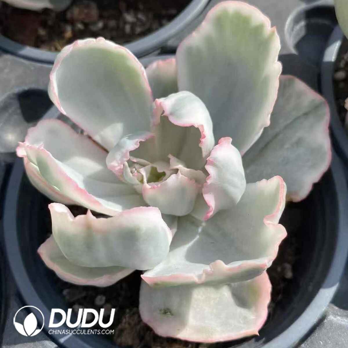 e201-154.jpg Echeveria Berkeley Variegated - Image 1