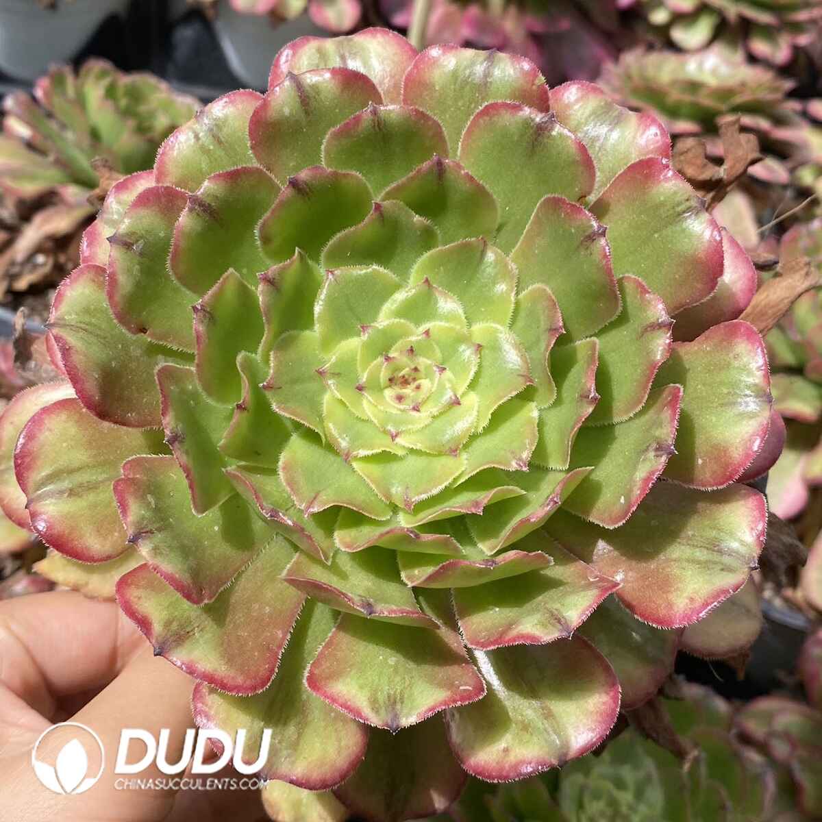 e201-155.jpg Aeonium Tsar - Image 1