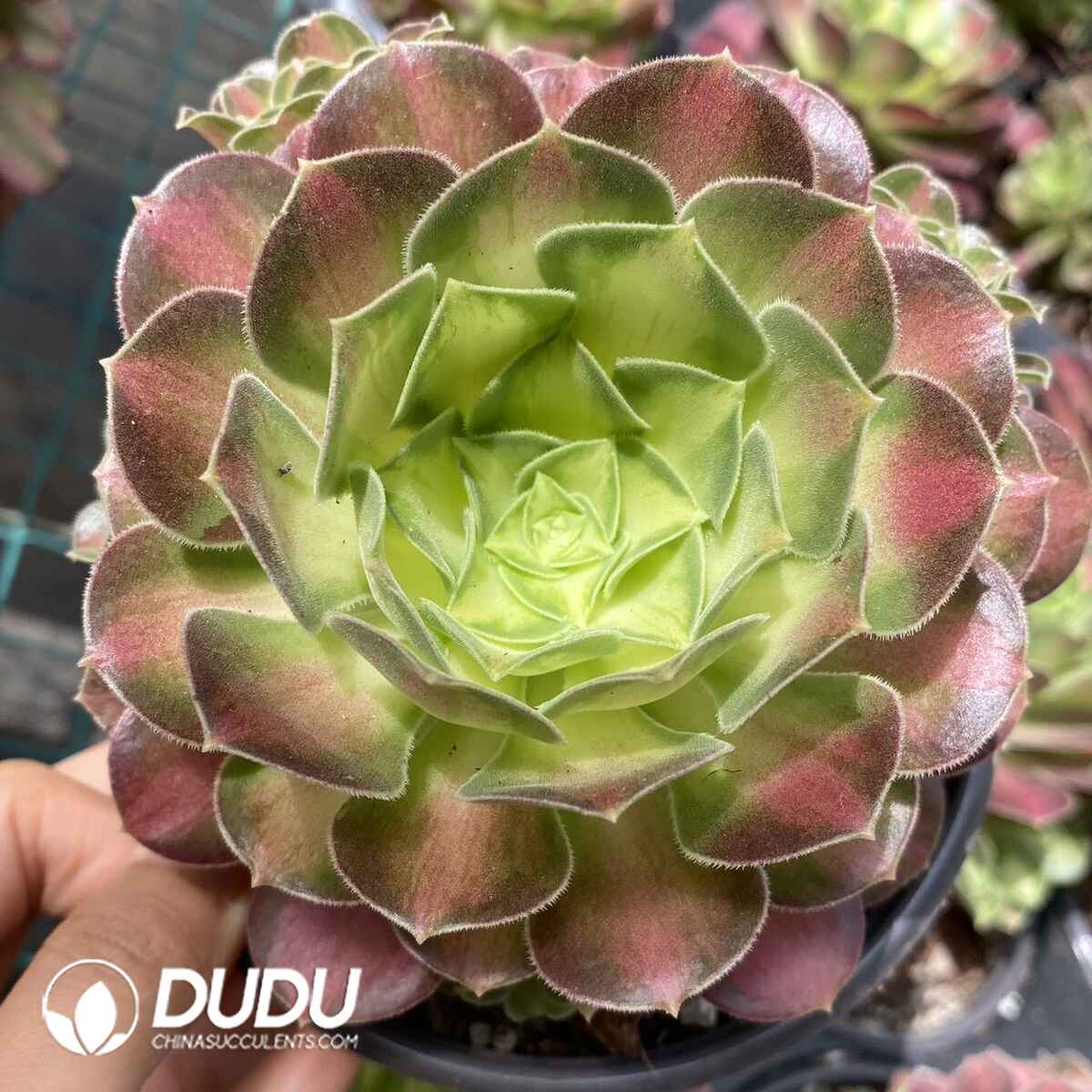 e201-156.jpg Aeonium Shaohua - Image 1