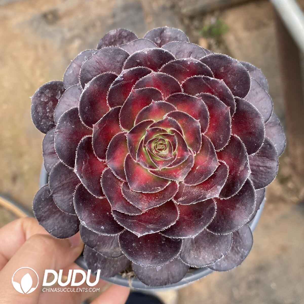 e201-157.jpg Aeonium Sunset Glow - Image 1