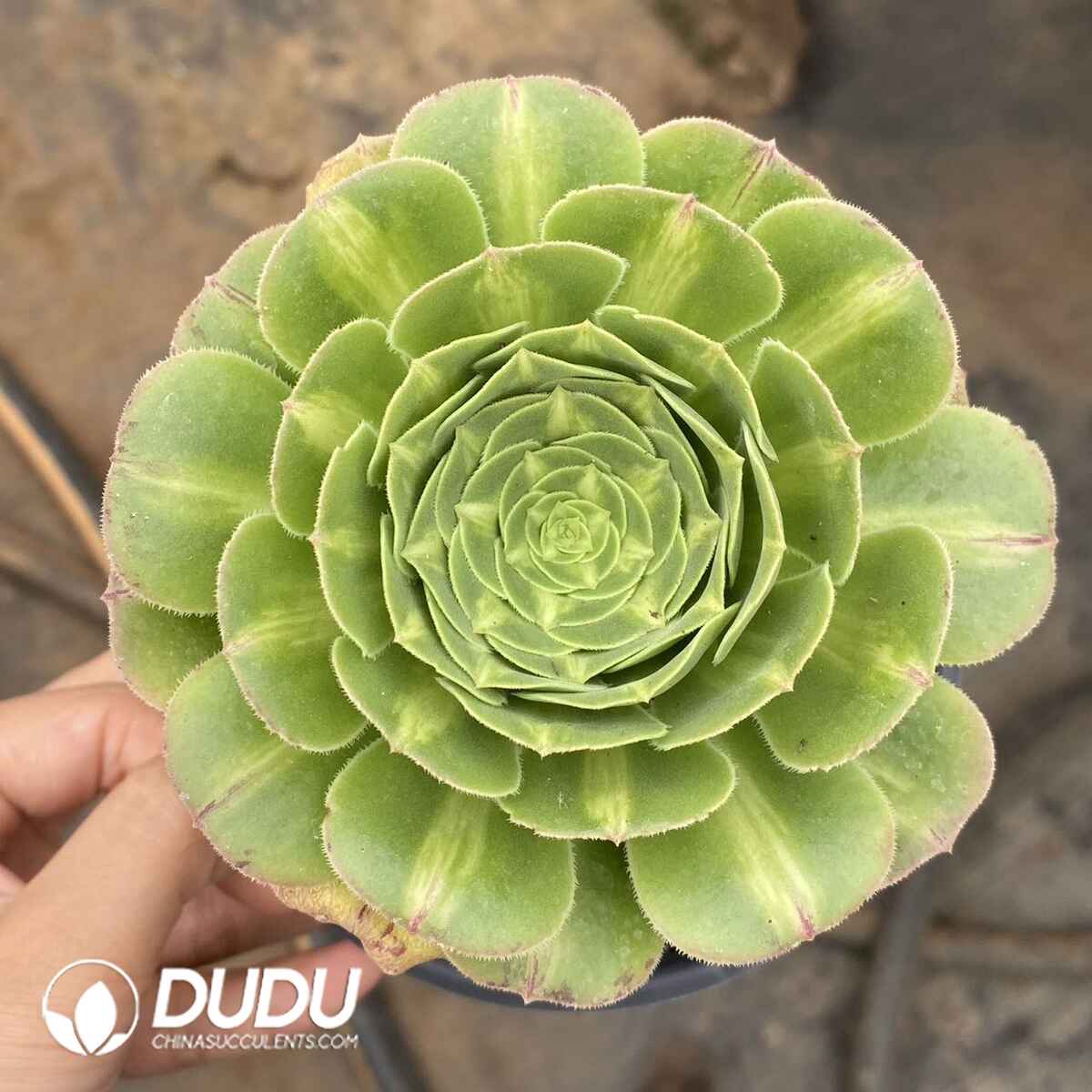 e201-158.jpg Aeonium Green Jade - Image 1