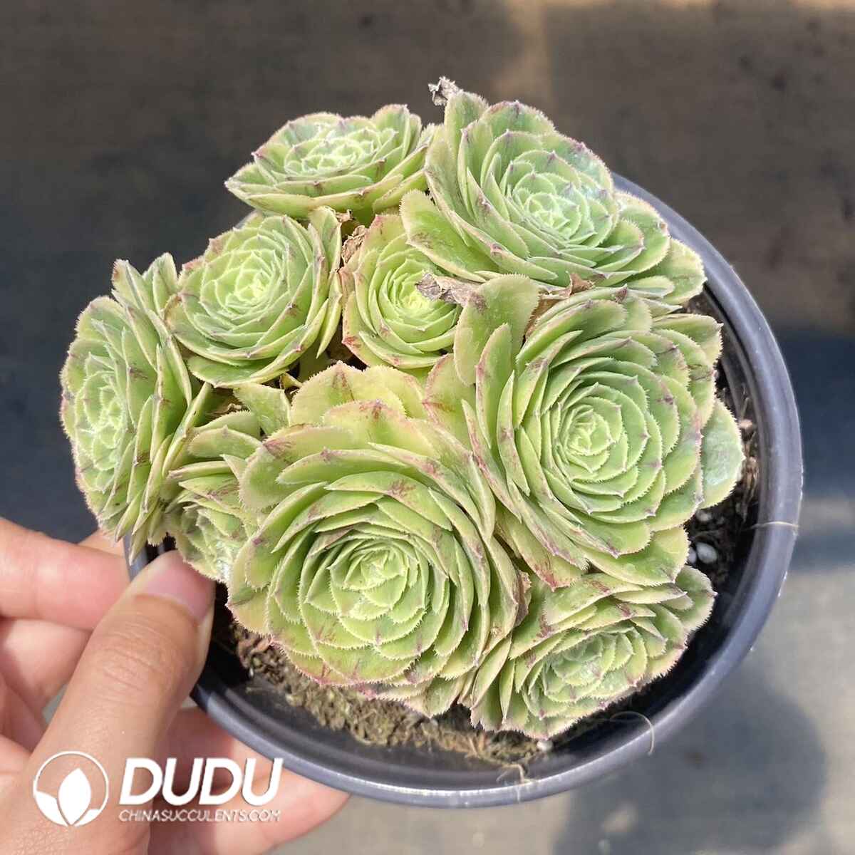 e201-159.jpg Aeonium Green Mango Cluster - Image 1