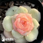 Echeveria Bright Moon