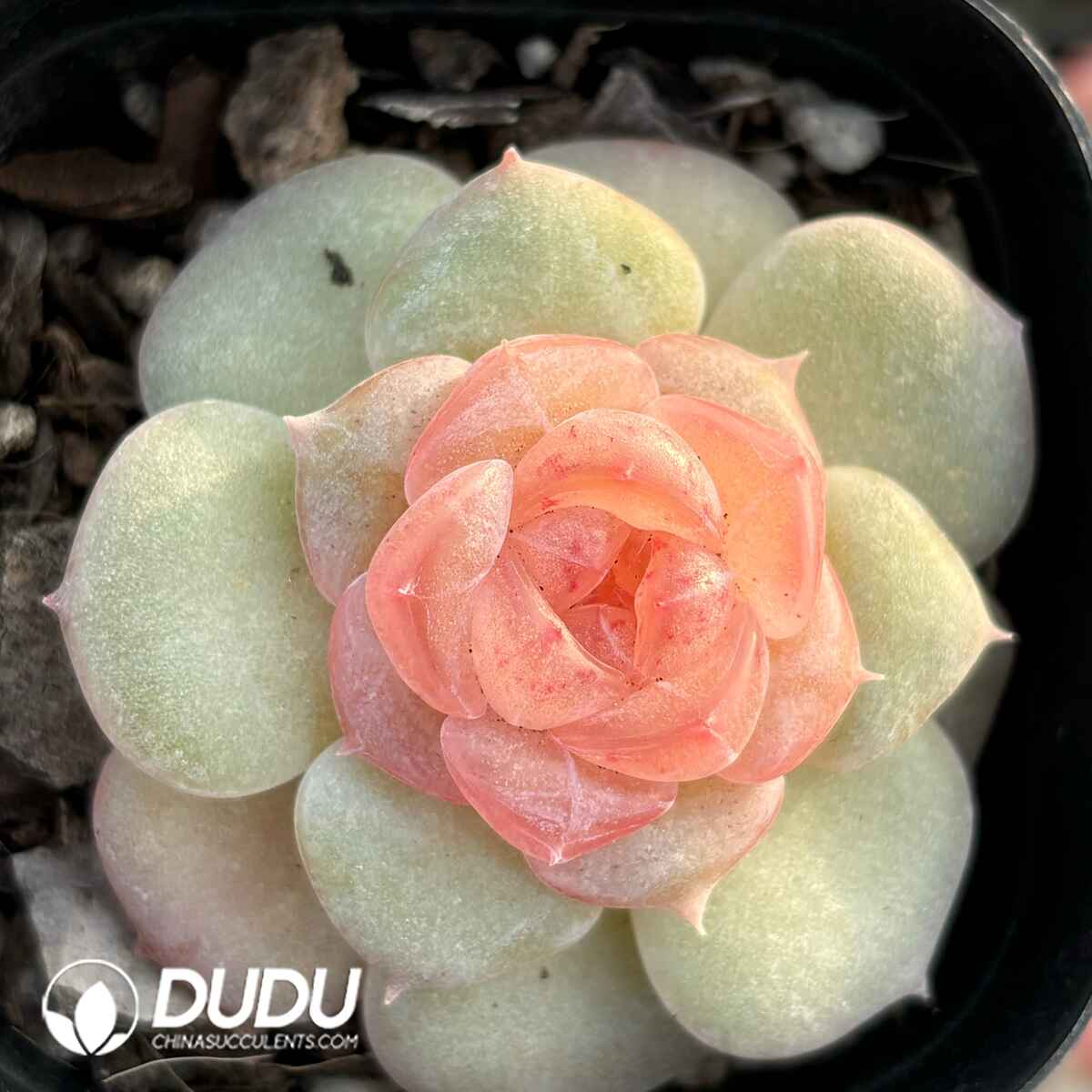 e201-16.jpg Echeveria Bright Moon - Image 1