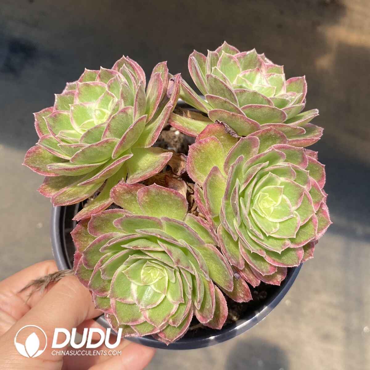 e201-160.jpg Aeonium Fluorescence Variegated Cluster - Image 1