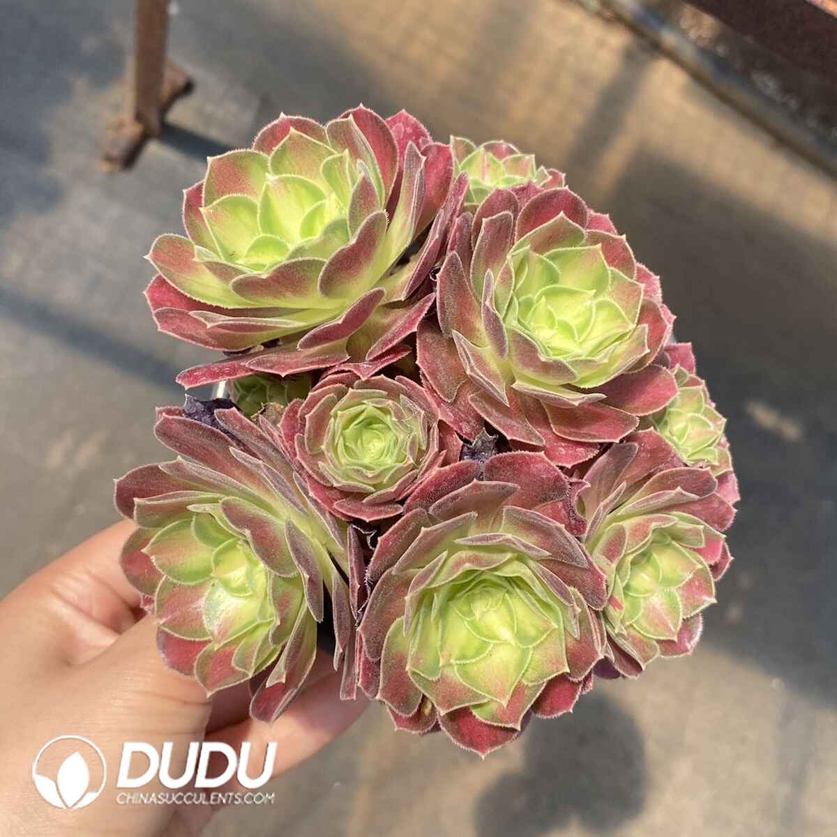 e201-161.jpg Aeonium Shaohua Cluster - Image 1