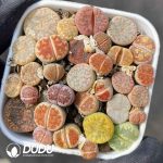 Lithops