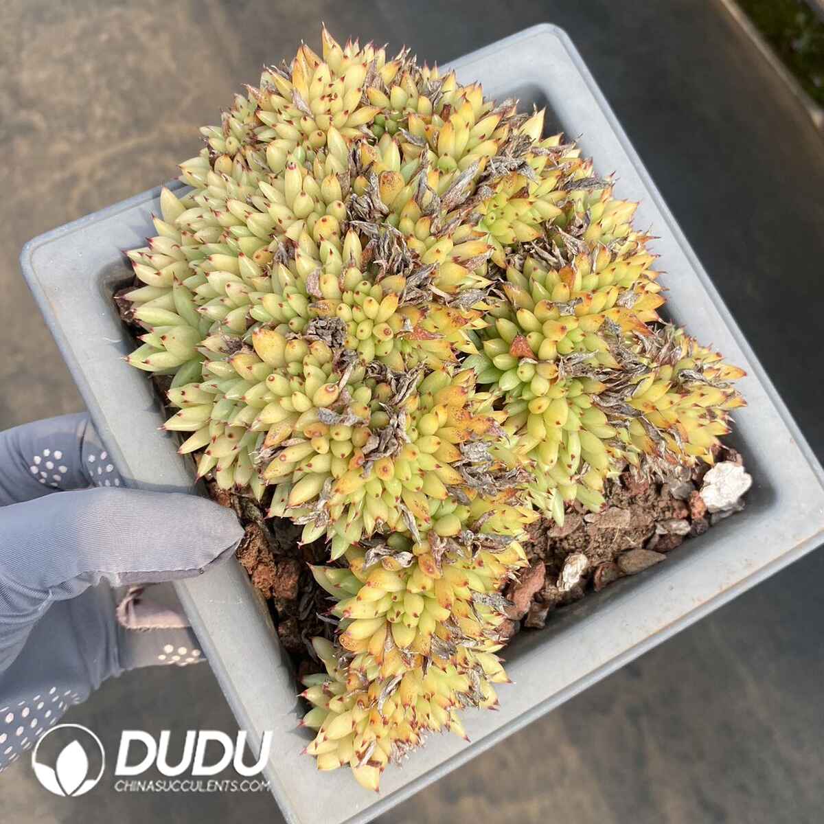 e201-164.jpg Echeveria agavoides Maria Cristata - Image 1