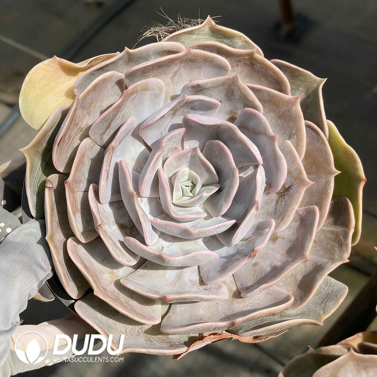 e201-167.jpg Echeveria Blue Whale - Image 1