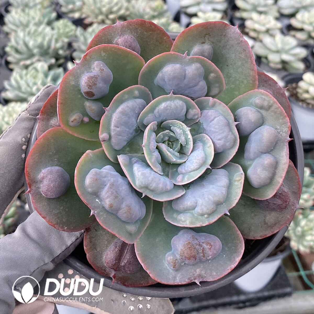 e201-168.jpg Echeveria Raindrops - Image 1