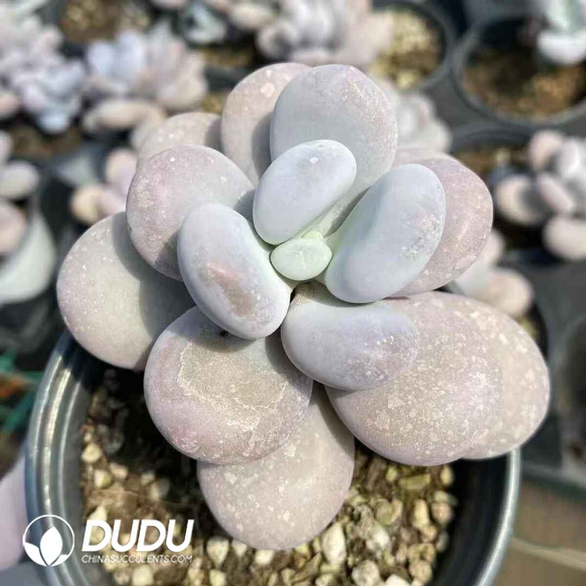 e201-169.jpg Graptopetalum Amethystinum - Image 1