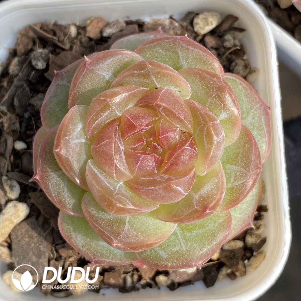 e201-17.jpg Echeveria Cold Autumn Jenny - Image 1