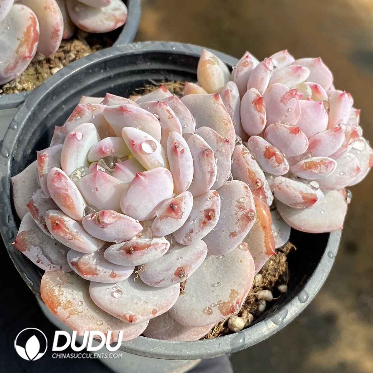 e201-170.jpg Echeveria Jade Lotus Double Heads - Image 1