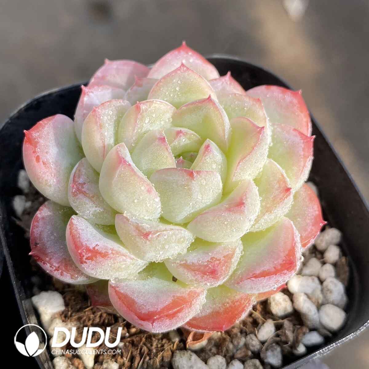 e201-171.jpg Echeveria Subing - Image 1