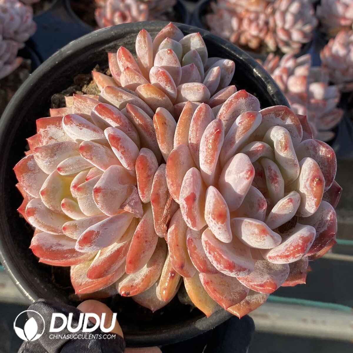 e201-172.jpg Echeveria Luna Dancer Cluster - Image 1