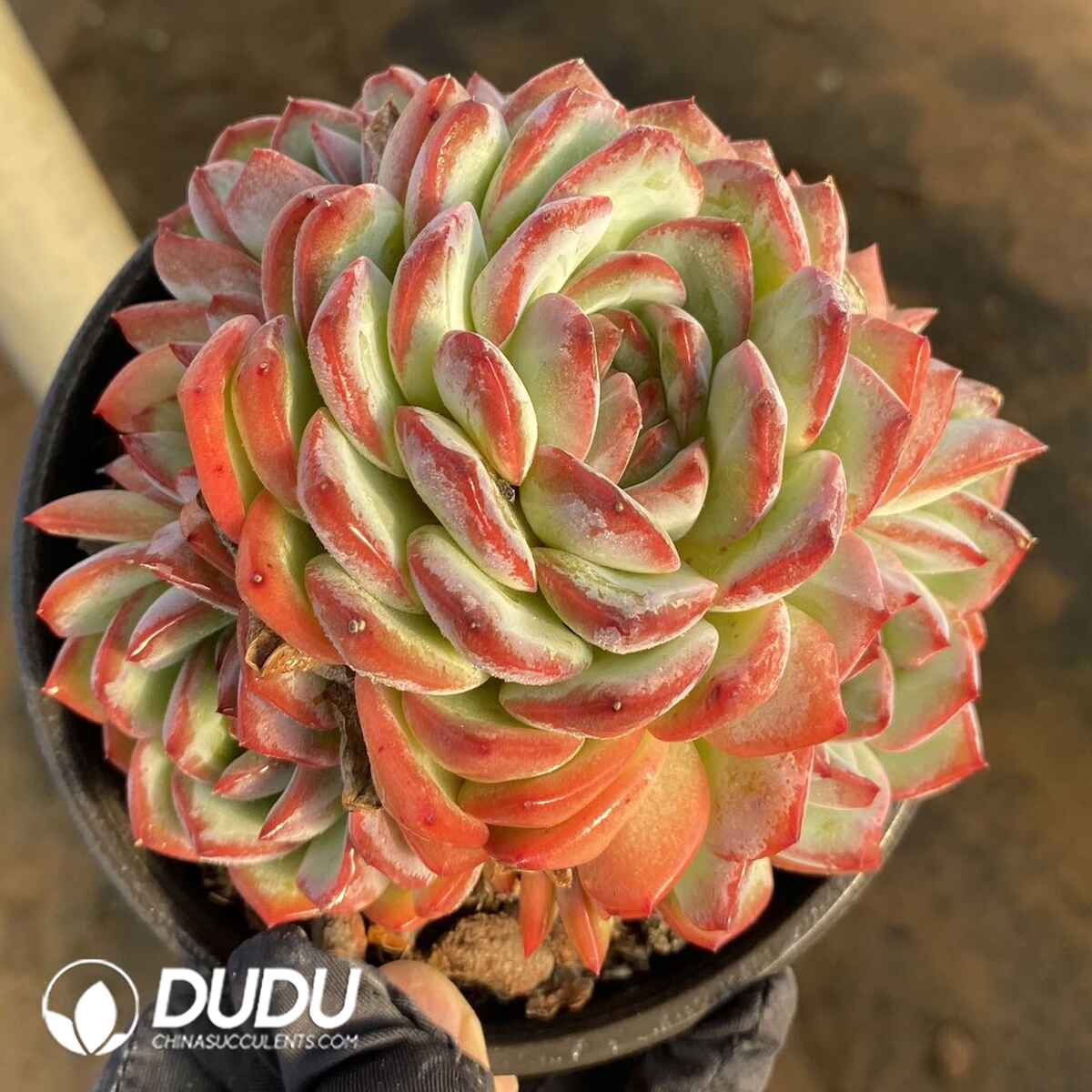 e201-173.jpg Echeveria Strawberry Almond Cluster - Image 1