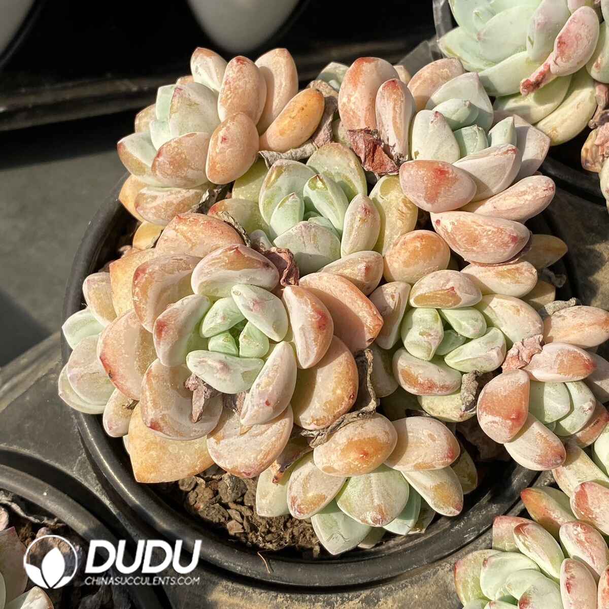 e201-174.jpg Echeveria Maxwell Cluster - Image 1