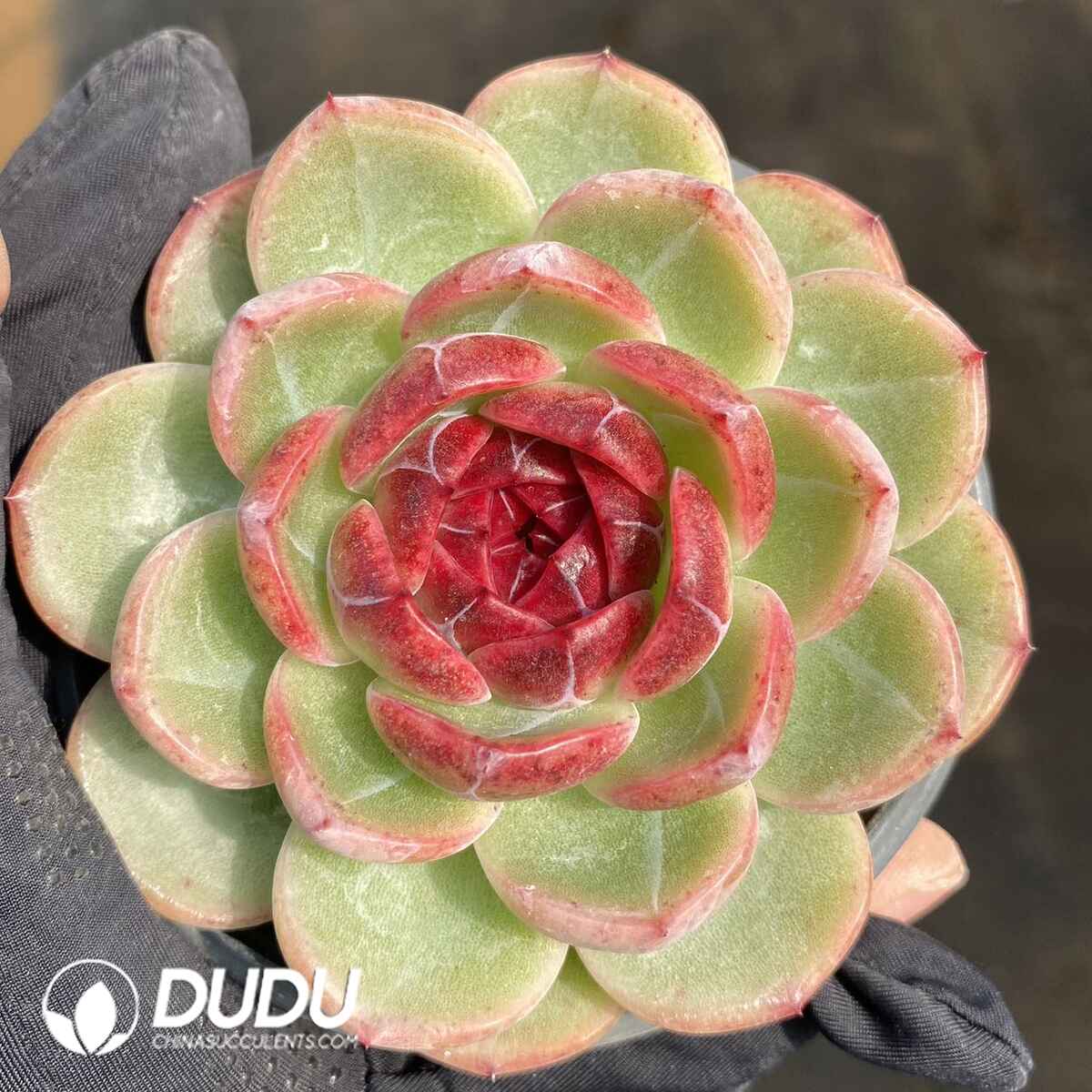 e201-175.jpg Echeveria N21-59 - Image 1