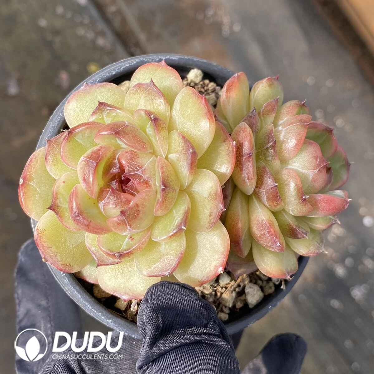 e201-176.jpg Echeveria Hibiscus Double Heads - Image 1