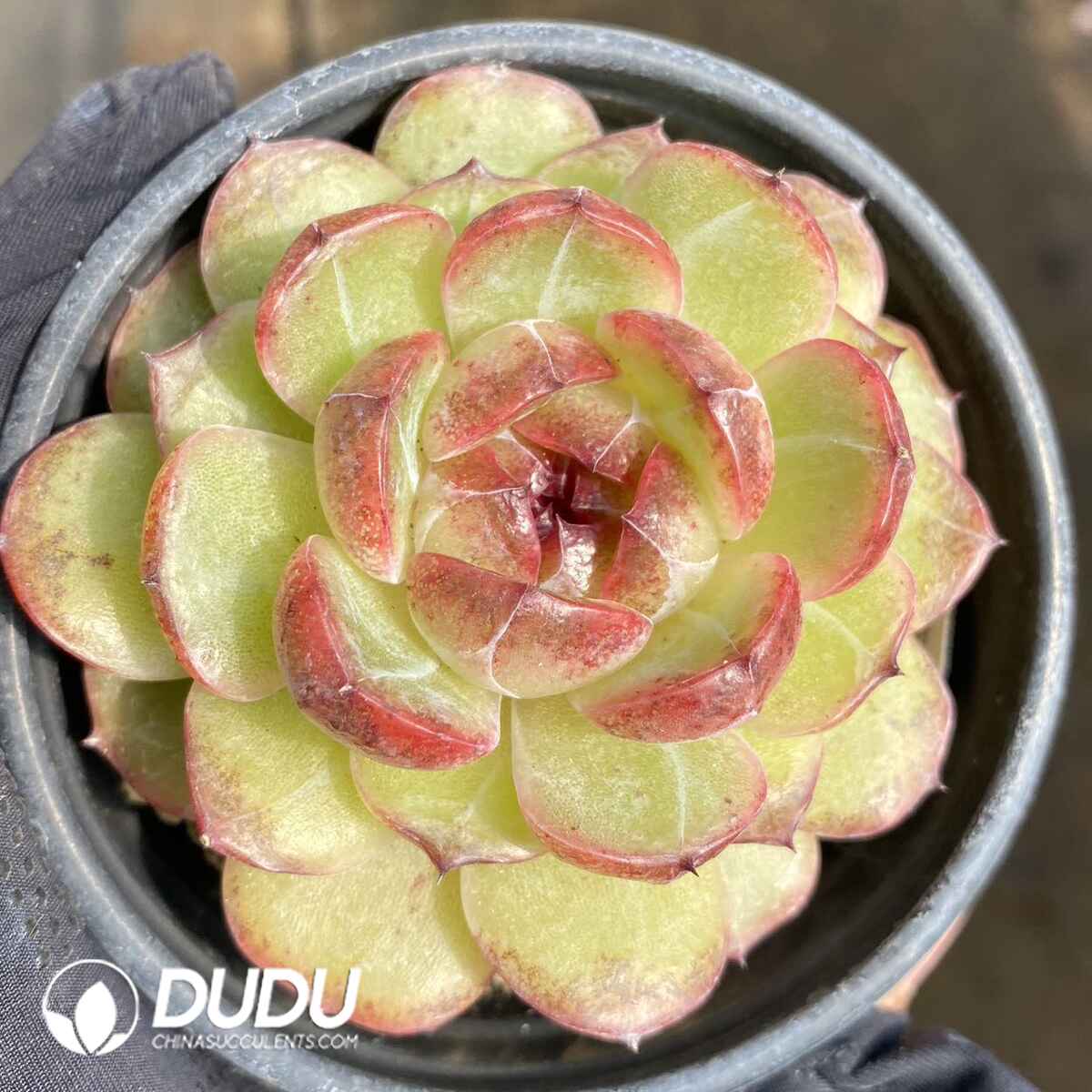 e201-177.jpg Echeveria Hibiscus - Image 1