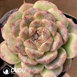 Echeveria Black Sand Beach