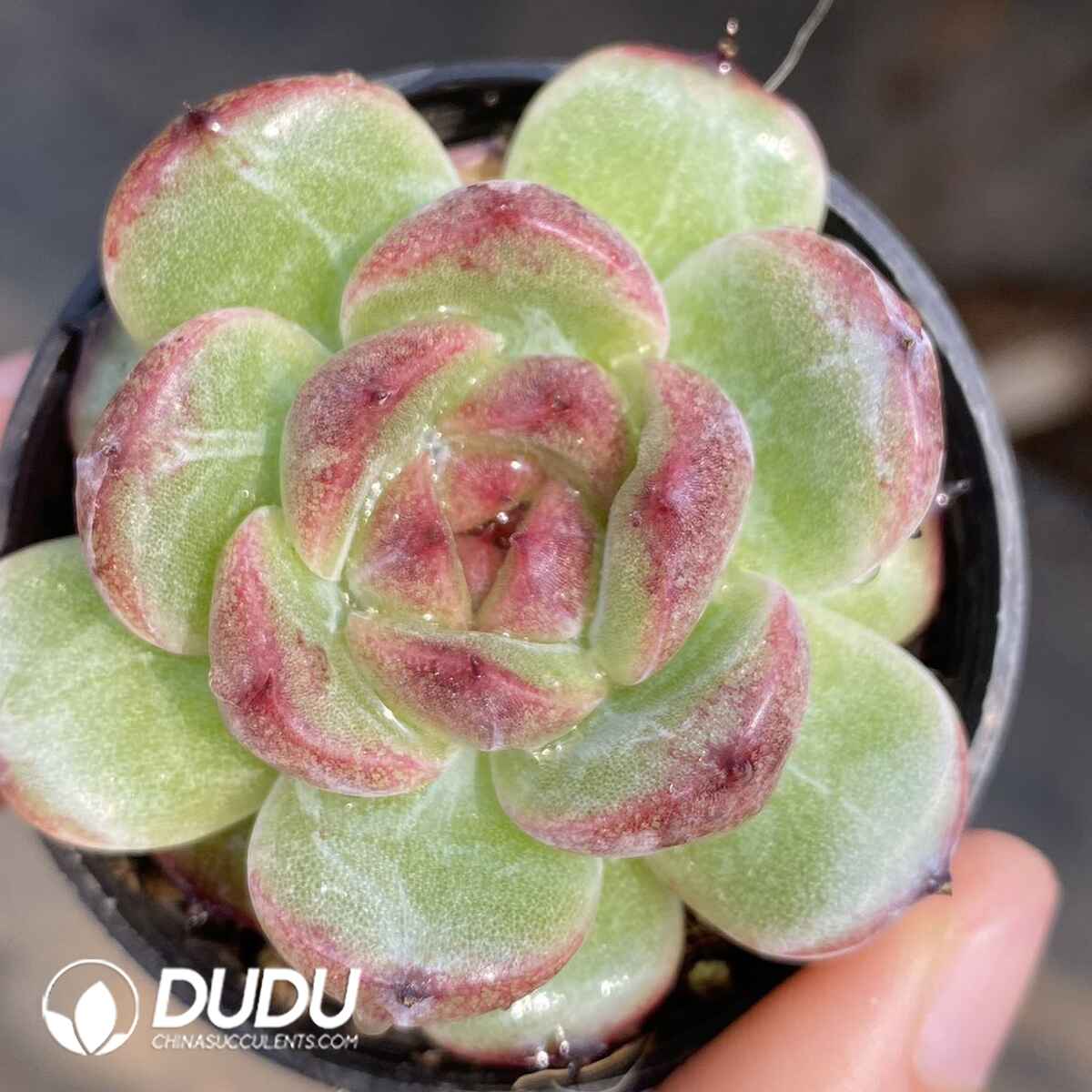 e201-180.jpg Echeveria Black Crystal Hybrid - Image 1