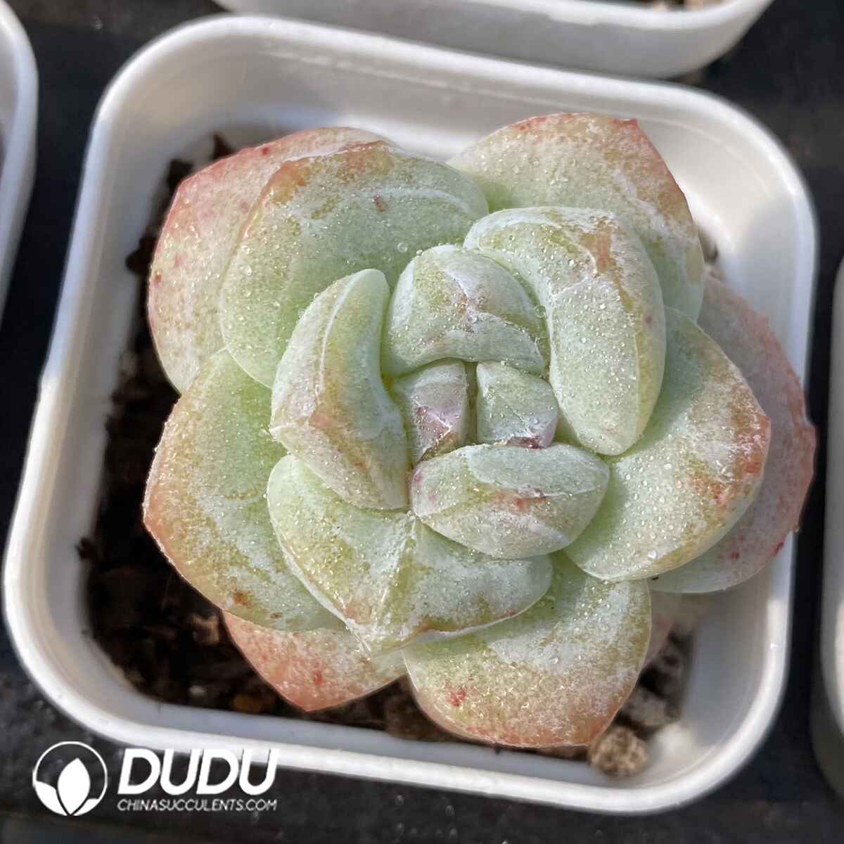 e201-185.jpg Echeveria Ice Jade - Image 1