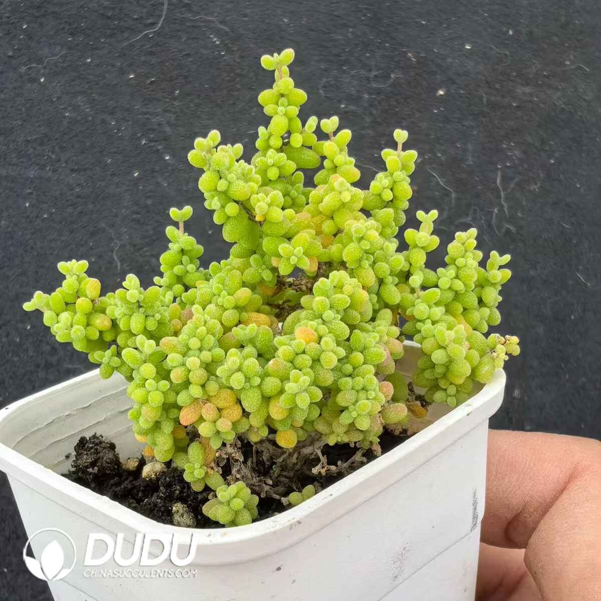 e201-186.jpg Dicrocaulon Small Millet - Image 1