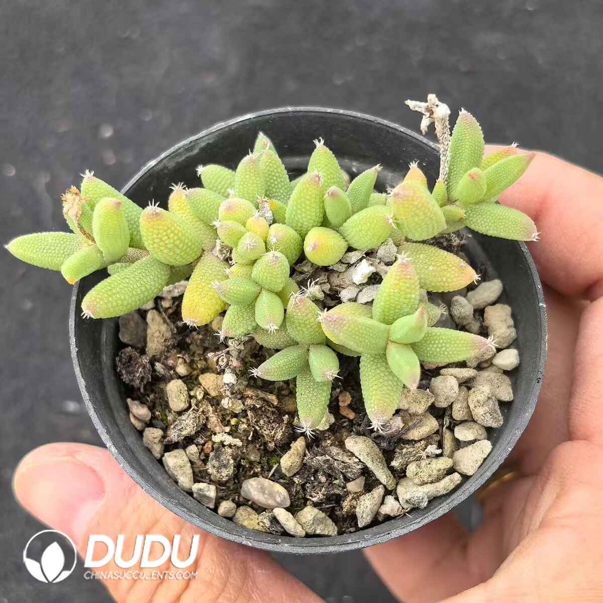 e201-189.jpg Dicrocaulon Corn - Image 1