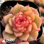 Echeveria Exquisite Jade Linglong