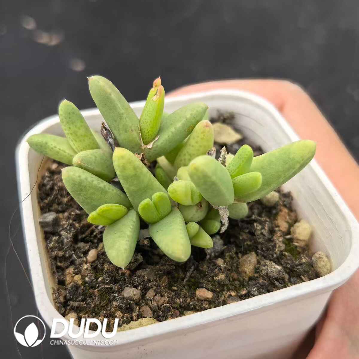 e201-191.jpg Dicrocaulon Purple Sky Wood - Image 1