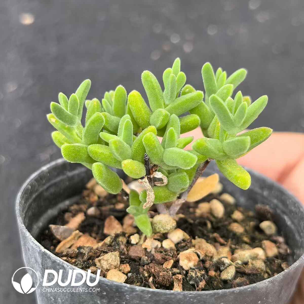 e201-193.jpg Dicrocaulon Cat Ears - Image 1