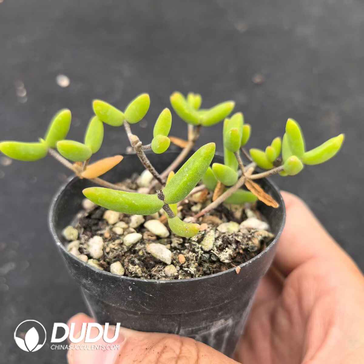 e201-198.jpg Dicrocaulon Banana - Image 1