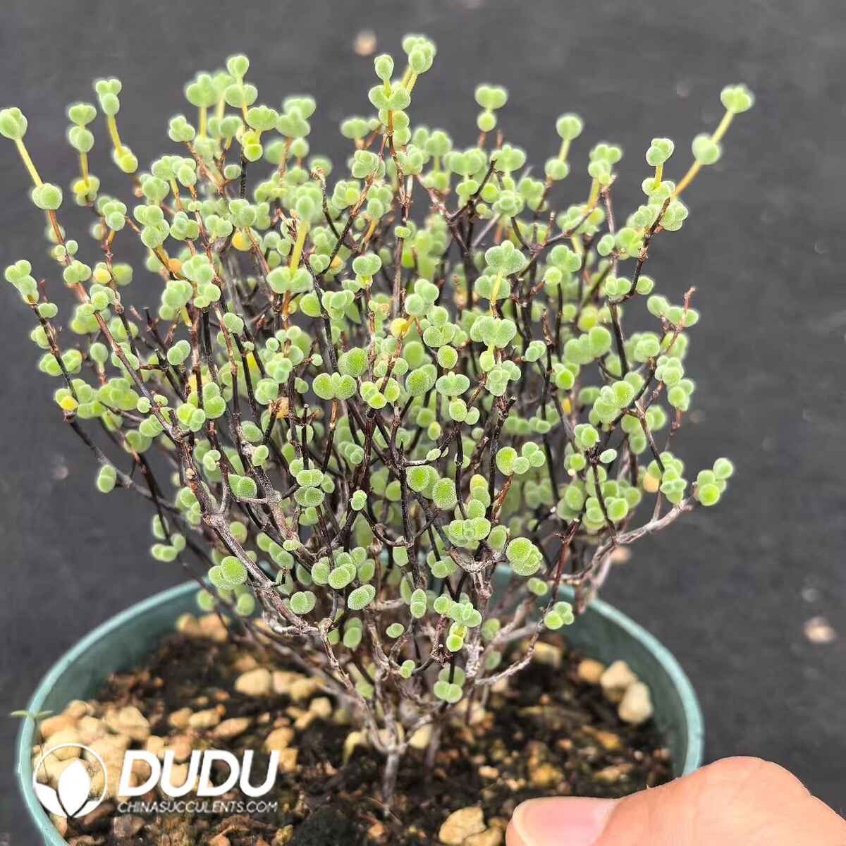 e201-199.jpg Dicrocaulon Les - Image 1