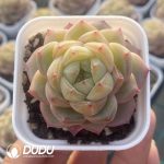 Echeveria Ocean Star