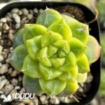 Echeveria Seven-Up