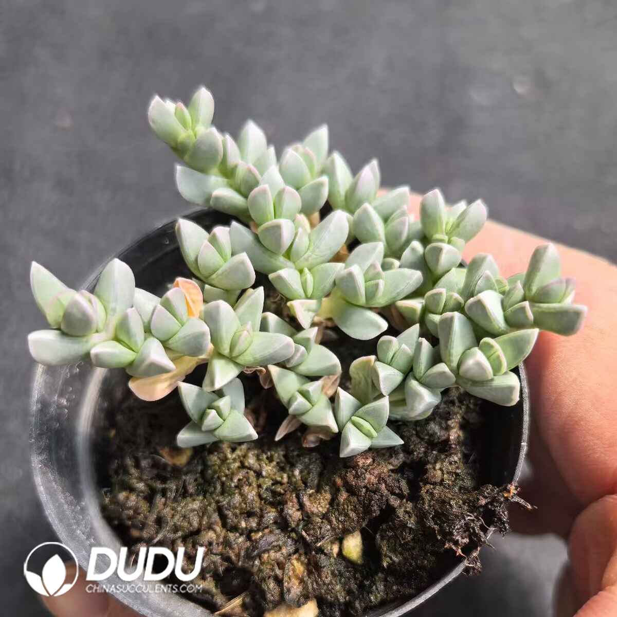 e201-203.jpg Dicrocaulon Maximiliani - Image 1