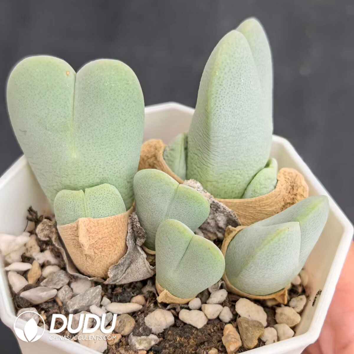 e201-204.jpg Cheiridopsis Pillansii - Image 1