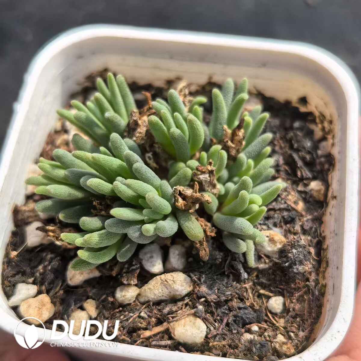 e201-205.jpg Dicrocaulon Crystal Coral - Image 1