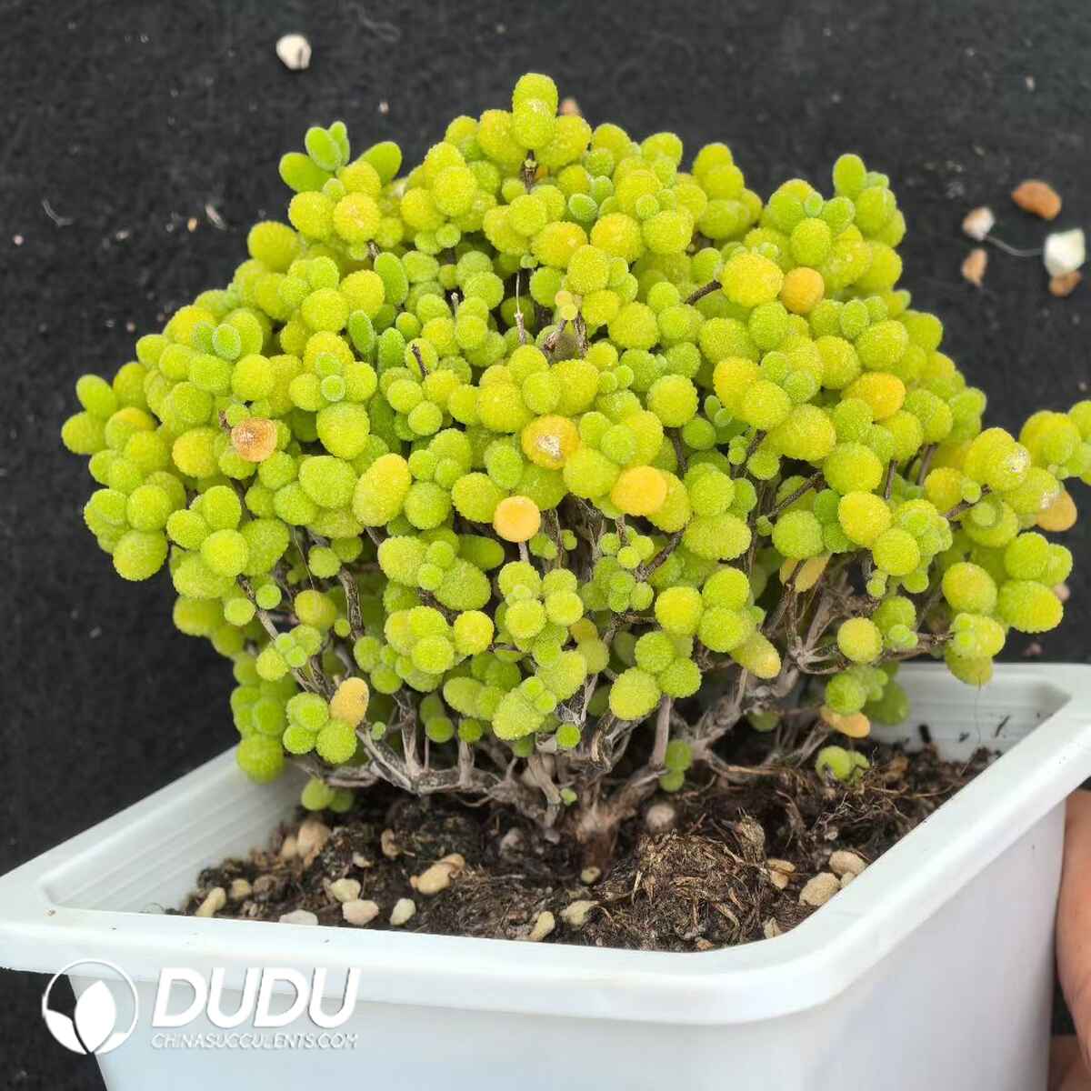 e201-209.jpg Dicrocaulon Kumquat Candy Balls Old Pile - Image 1