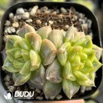 Echeveria Seven-Up Double Head