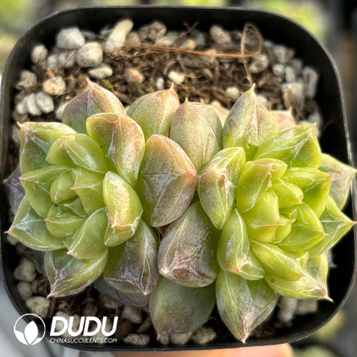 e201-21.jpg Echeveria Seven-Up Double Head - Image 1