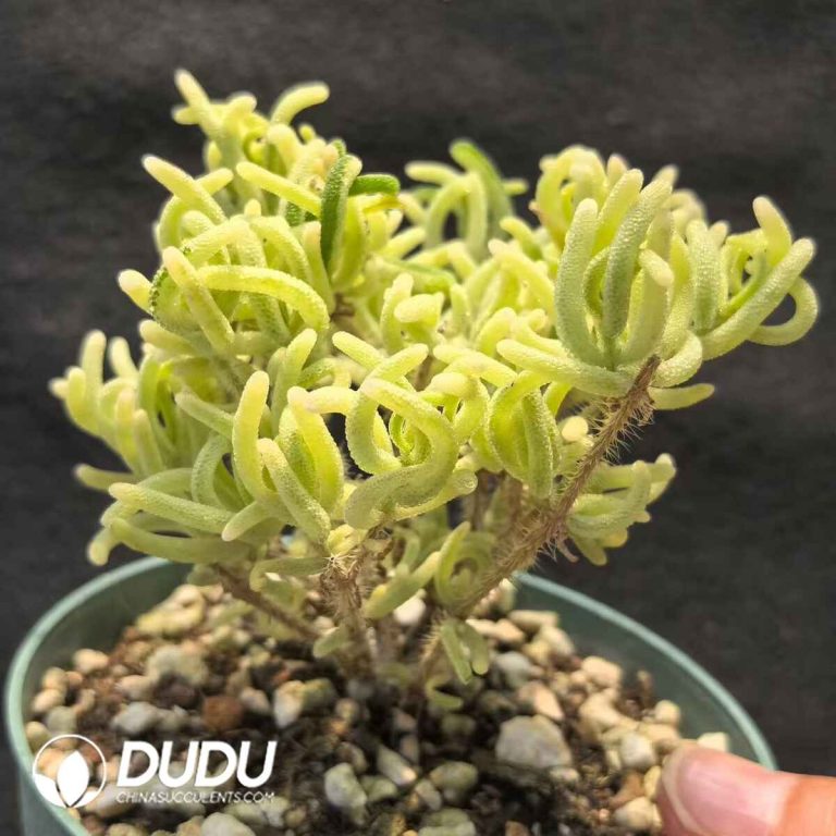 Dicrocaulon Fluorescent Rabbit Variegated – Dudu Wholesale Rare Live ...
