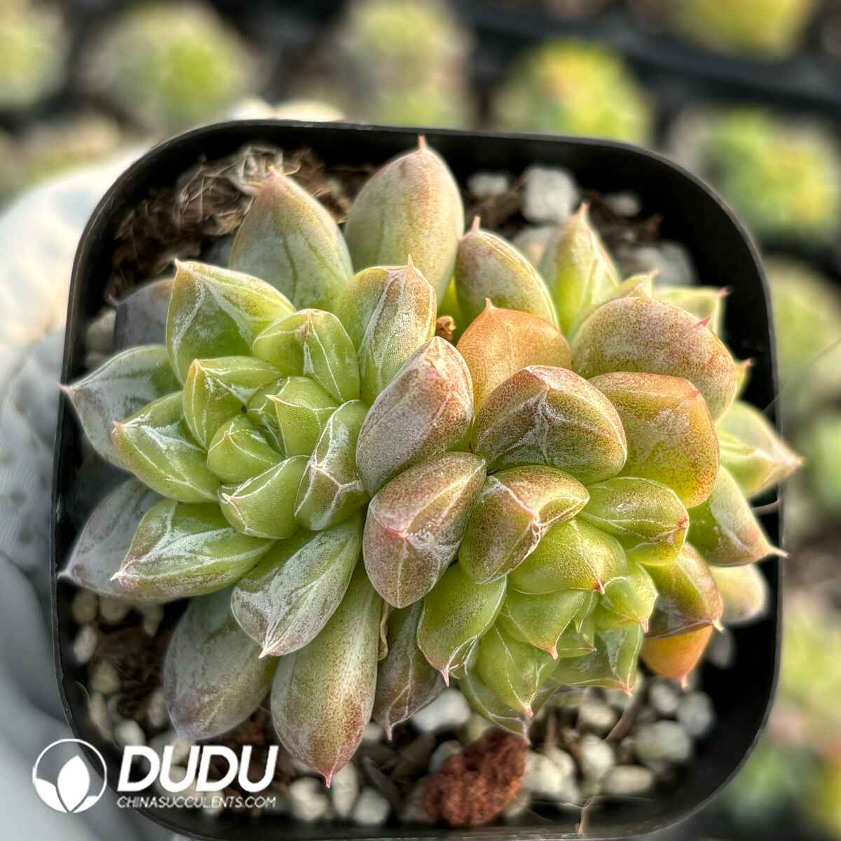 e201-22.jpg Echeveria Seven-Up Clustering - Image 1