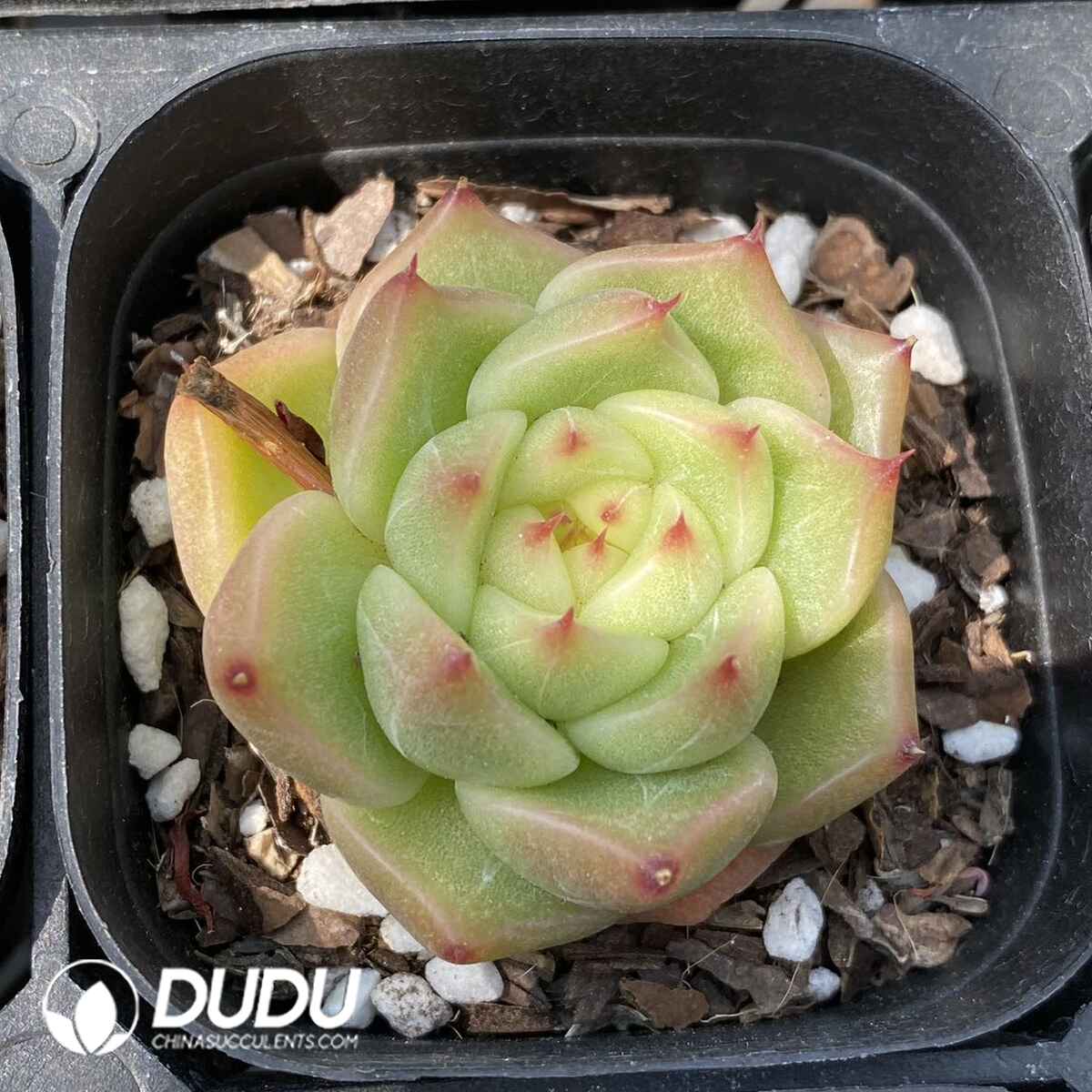 e201-23.jpg Echeveria Sugar Heart Y26 - Image 1