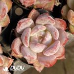 Echeveria Monroe Hybrid