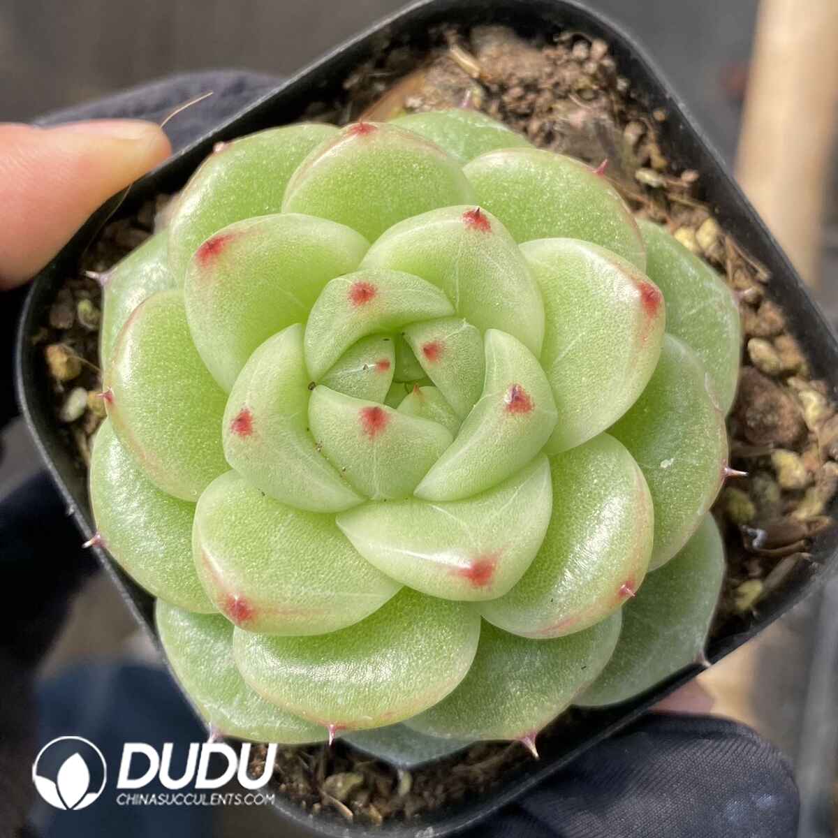 e201-26.jpg Echeveria M121 - Image 1