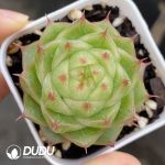 Echeveria Jasmine Tea